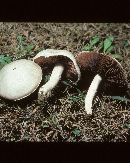 Agaricus argenteus image