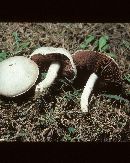 Agaricus argenteus image