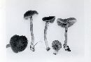 Inocybe tubarioides image