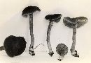 Inocybe tubarioides image