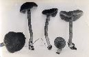 Inocybe tubarioides image