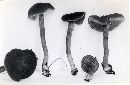 Inocybe tubarioides image