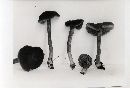 Inocybe tubarioides image