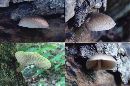 Pluteus longistriatus image
