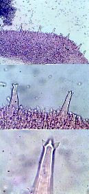 Pluteus petasatus image