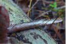 Entoloma strictius image