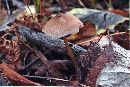 Entoloma strictius image