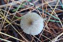 Entoloma strictius image