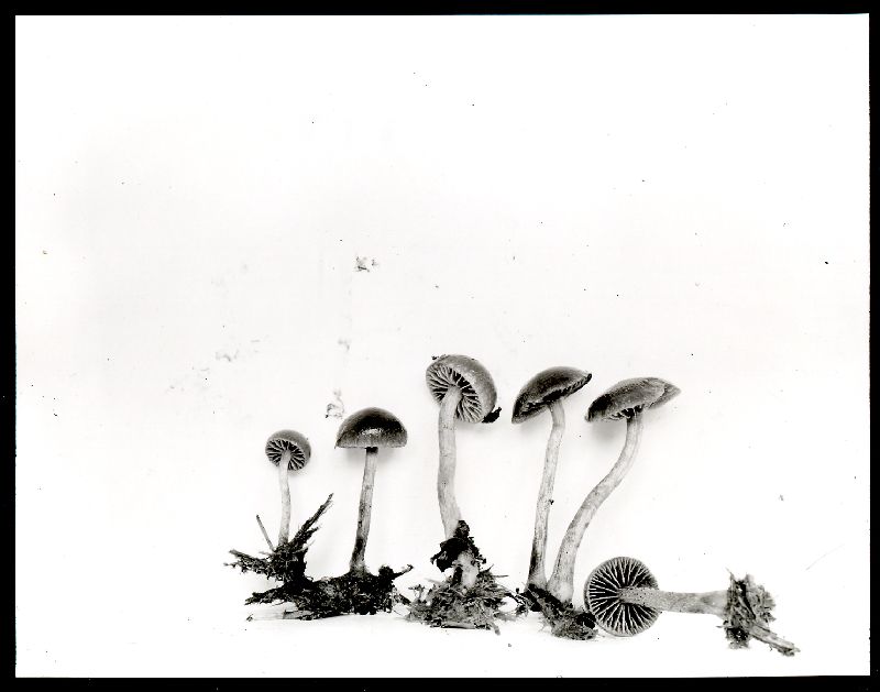 Psilocybe subcoprophila image