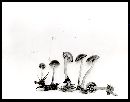 Psilocybe subcoprophila image