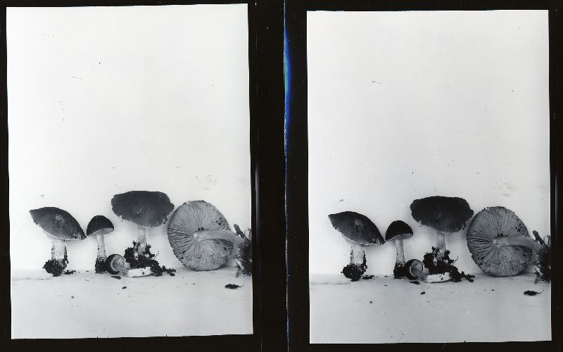 Pluteus fulvobadius image