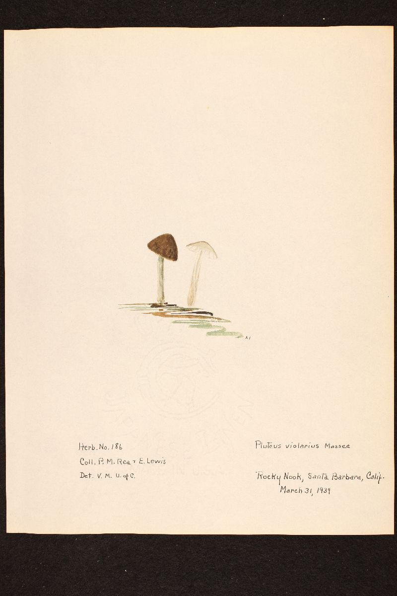 Pluteus violarius image