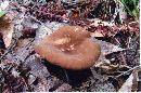 Lactarius lignyotus image