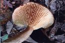 Lactarius lignyotus image