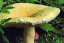 Lactarius volemus var. flavus image