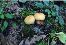 Lactarius volemus var. flavus image