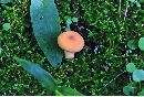 Lactarius volemus var. flavus image