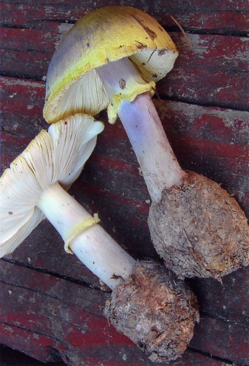 Amanita citrina var. lavendula image