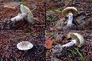 Amanita citrina var. lavendula image