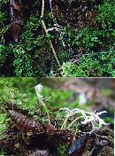 Cordyceps polyarthra image