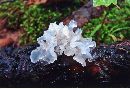 Tremella fuciformis image