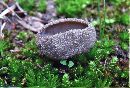 Helvella macropus image