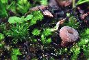 Helvella macropus var. brevis image