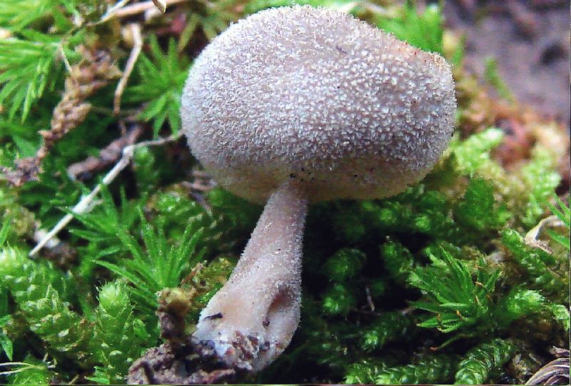 Helvella macropus var. brevis image