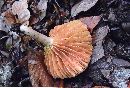 Lactarius subplinthogalus image