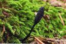 Elaphocordyceps ophioglossoides image