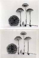 Hypholoma udum image