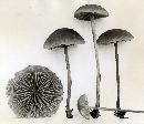 Hypholoma udum image