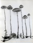 Hypholoma udum image