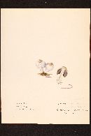 Coprinopsis insignis image