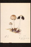 Coprinopsis insignis image