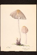 Coprinopsis insignis image