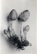 Coprinopsis variegata image