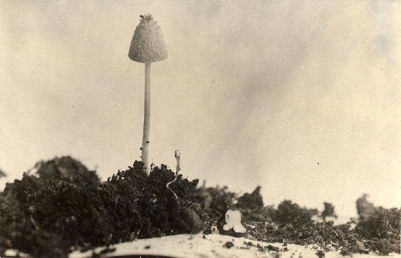 Coprinus sclerotigenus image