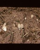 Coprinus semilanatus image