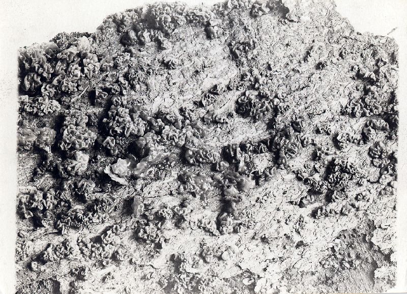 Exidia beardsleei image