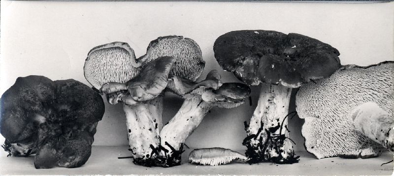 Dentinum repandum var. repandum image