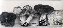 Dentinum repandum var. repandum image