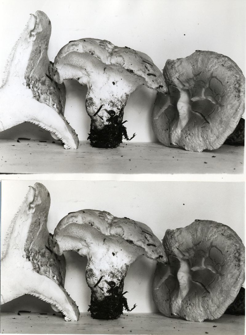 Dentinum repandum var. repandum image