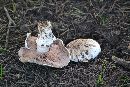 Agaricus pattersoniae image