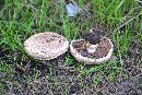 Agaricus pattersoniae image