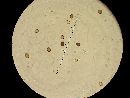 Agaricus pattersoniae image