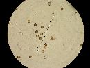 Agaricus pattersoniae image