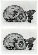 Hydnellum caeruleum image