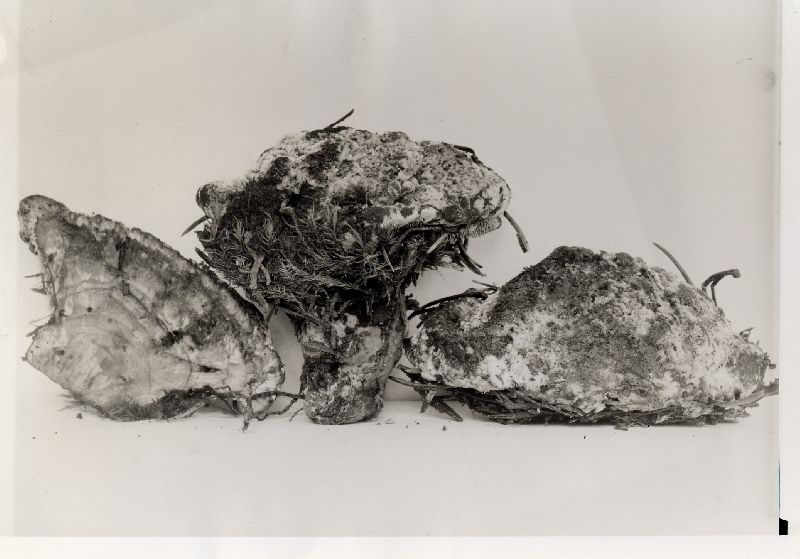 Hydnellum mirabile image