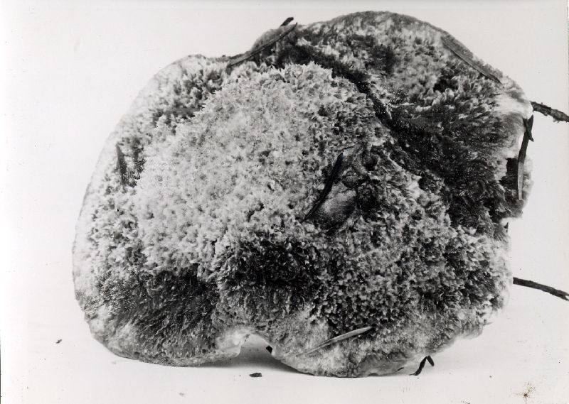 Hydnellum mirabile image